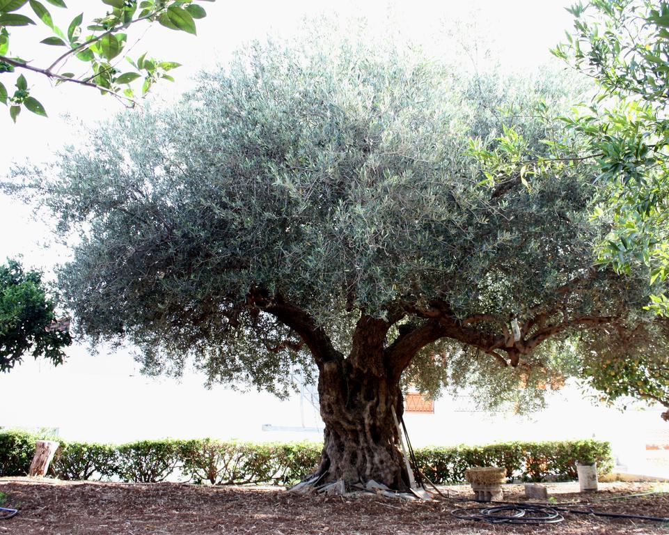Villa Angela إسترو المظهر الخارجي الصورة